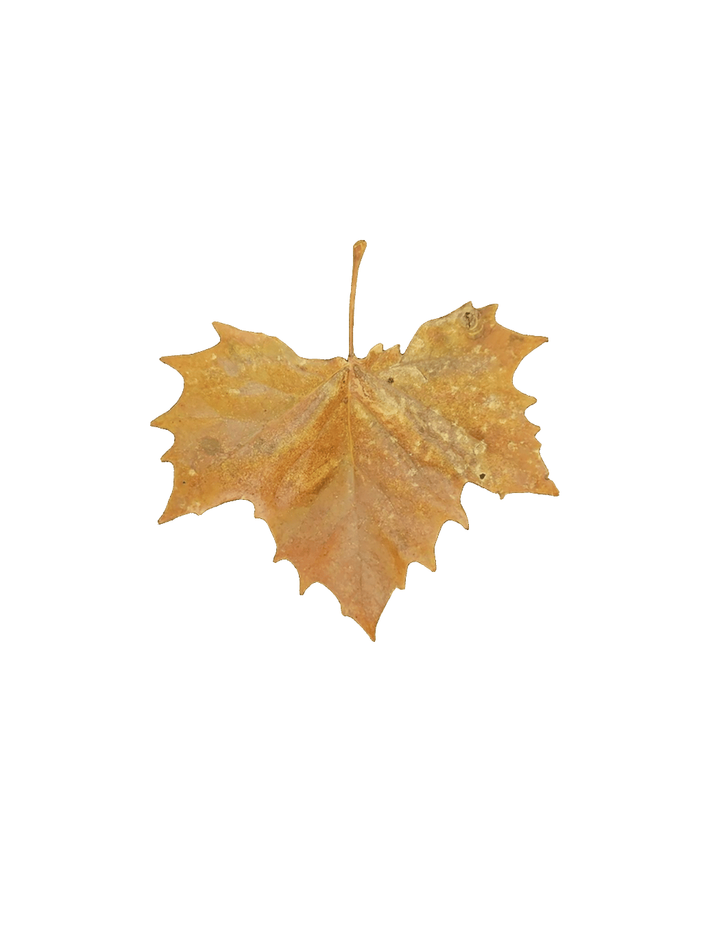 Sugar Maple
