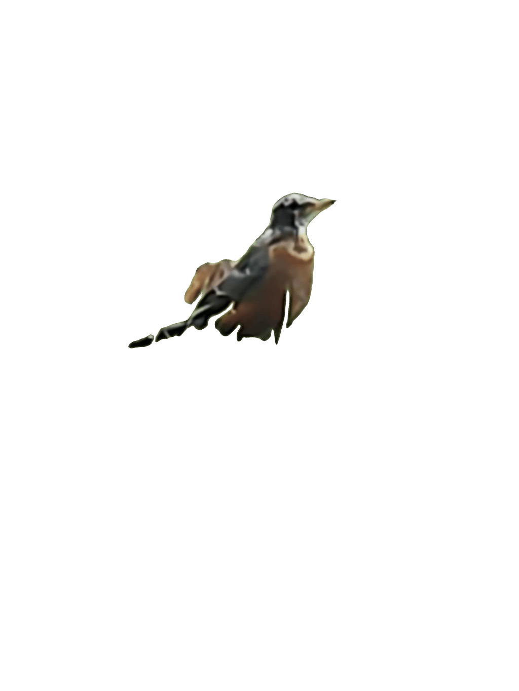 American Robin