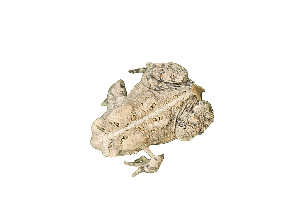 Toad, a recorded specimen