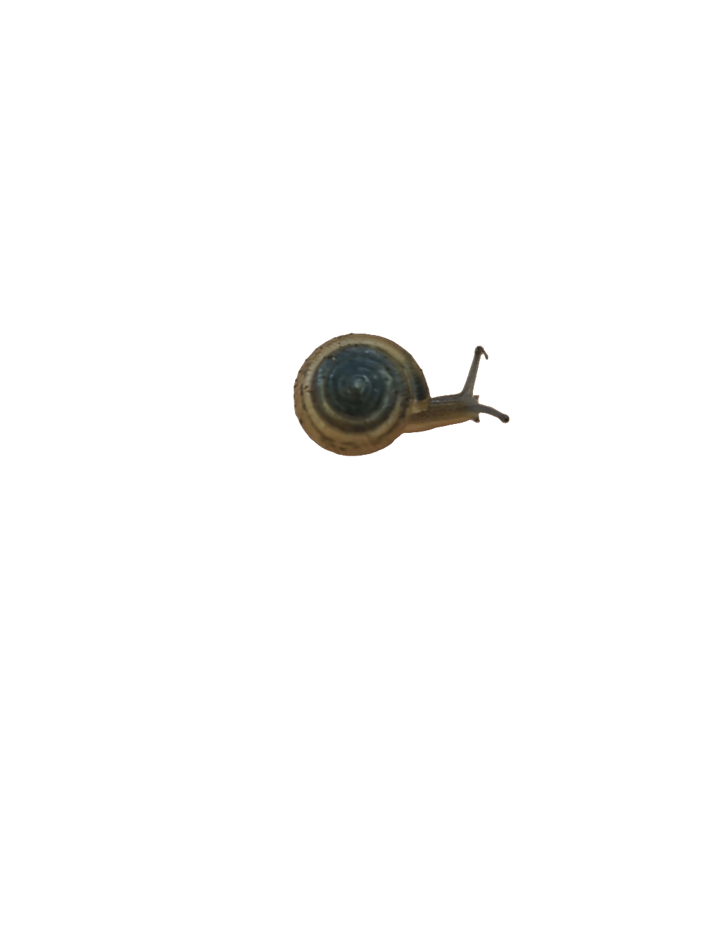 Snail, a recorded specimen