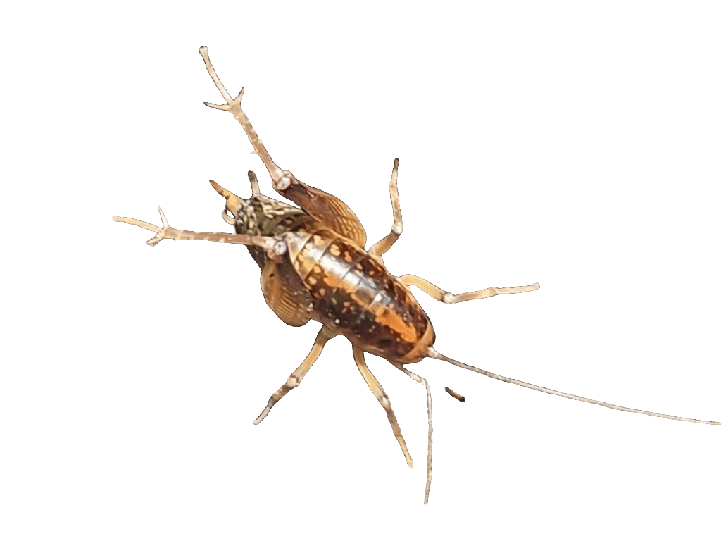 Camel Cricket, a recorded specimen