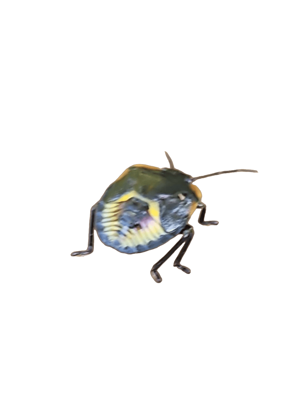 Green Stink Bug, a captured specimen