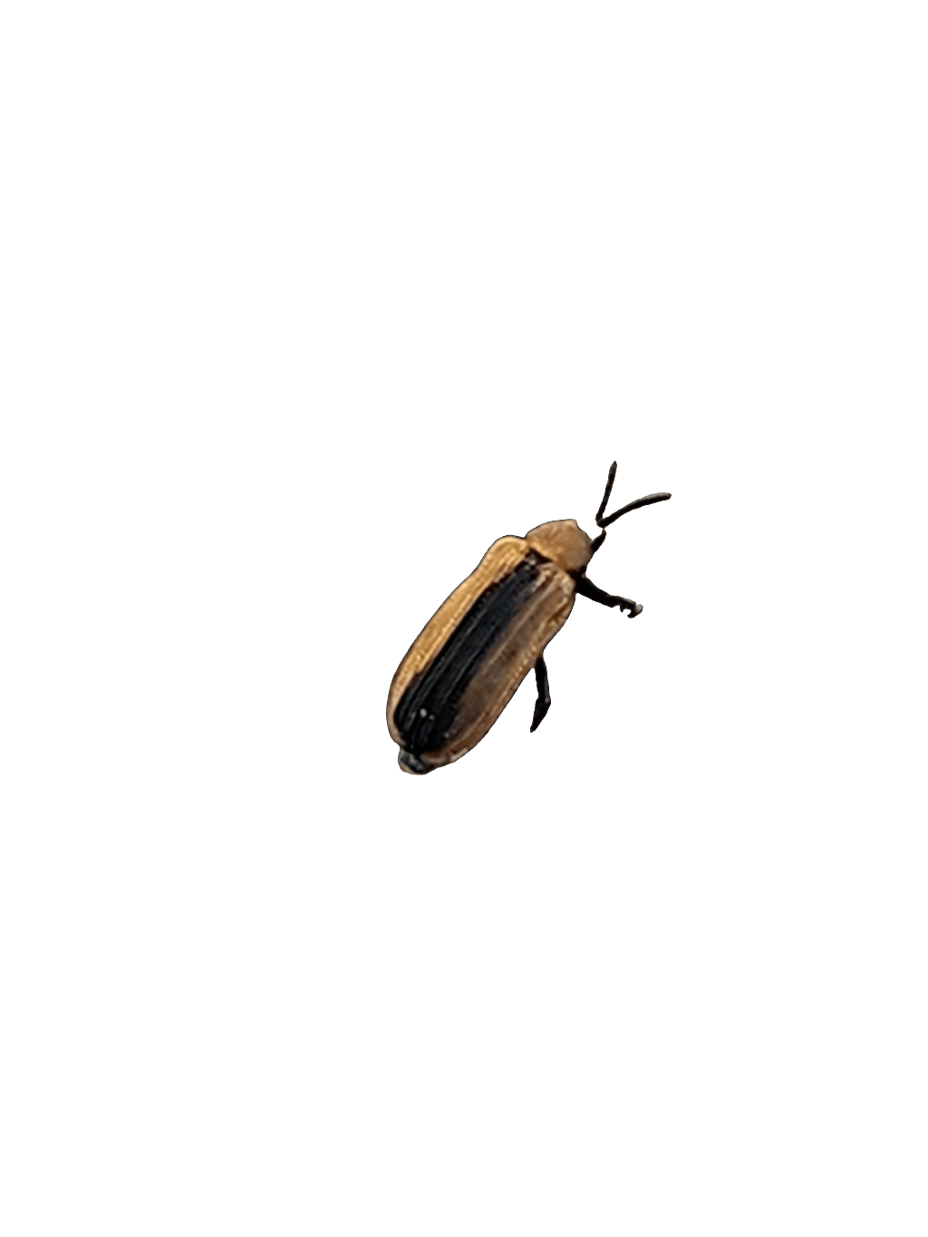 Soldier Beetle, a captured specimen
