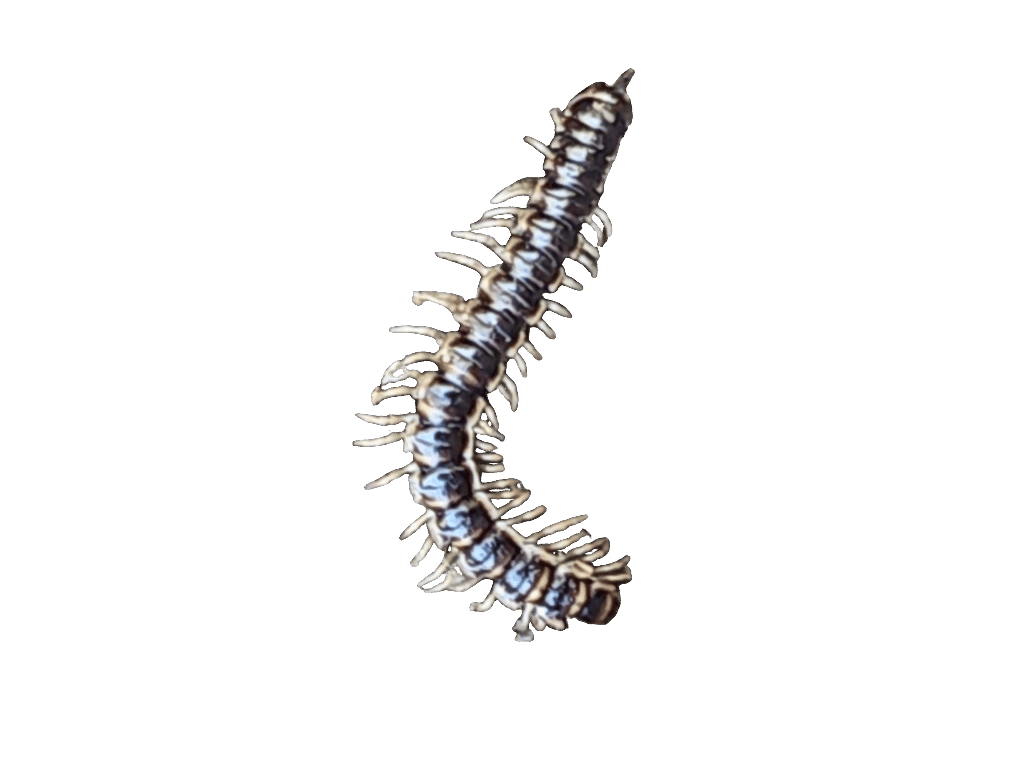 Millipede, a captured specimen