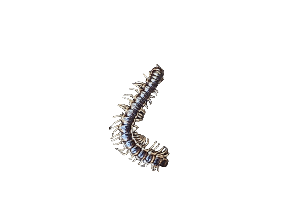 Centipede, a captured specimen