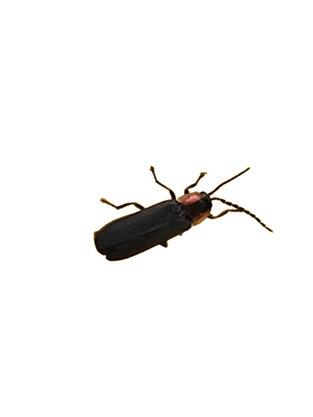 Rove Beetle, a captured specimen