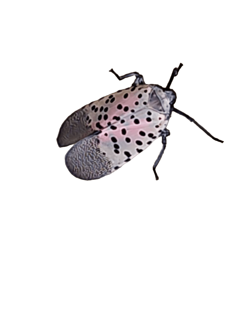 Spotted Lanternfly