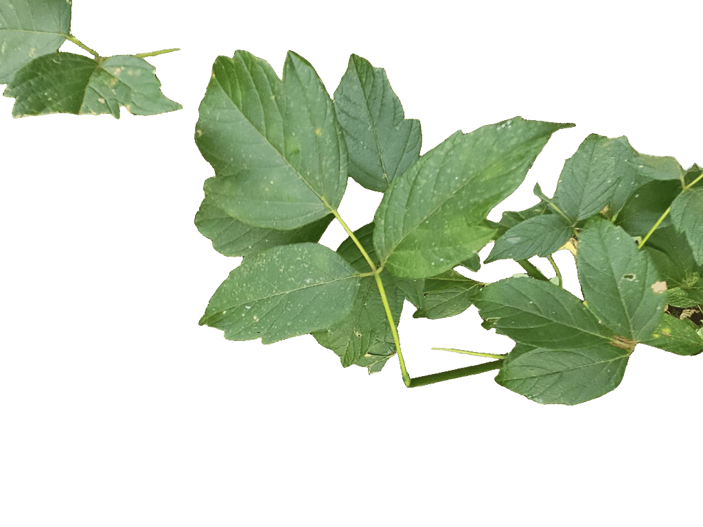 Boxelder Seedling, a captured specimen