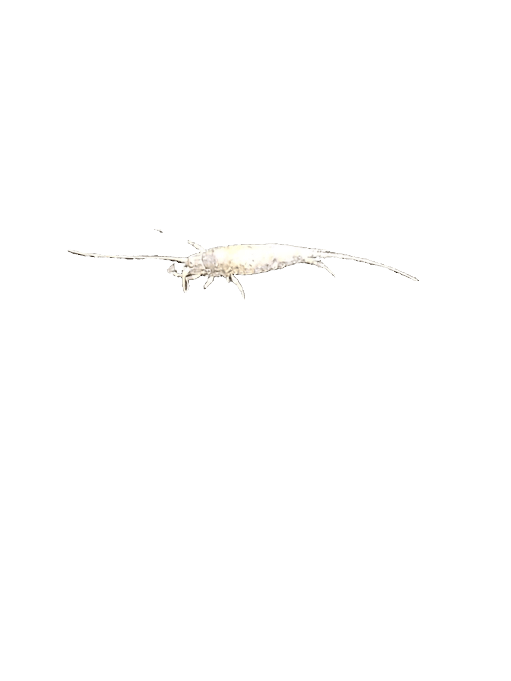 Bristletail, a captured specimen