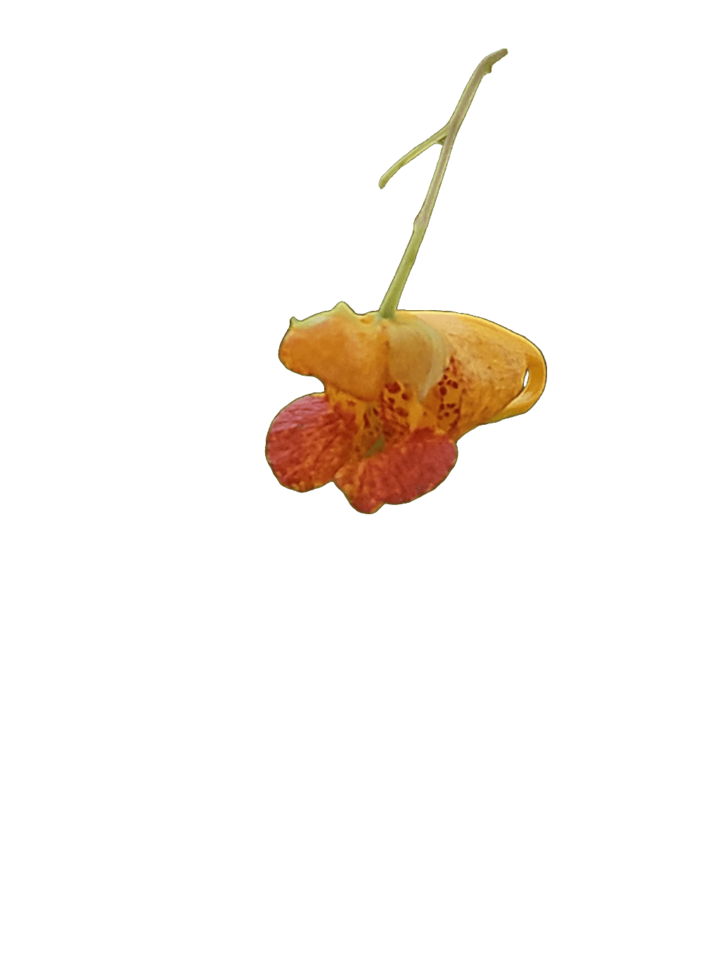 Common Jewelweed