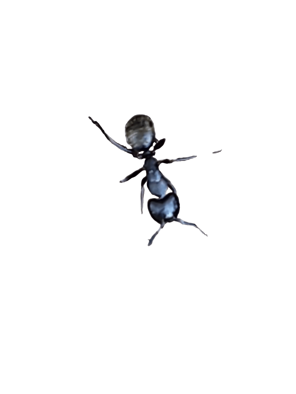 Ant, a recorded specimen