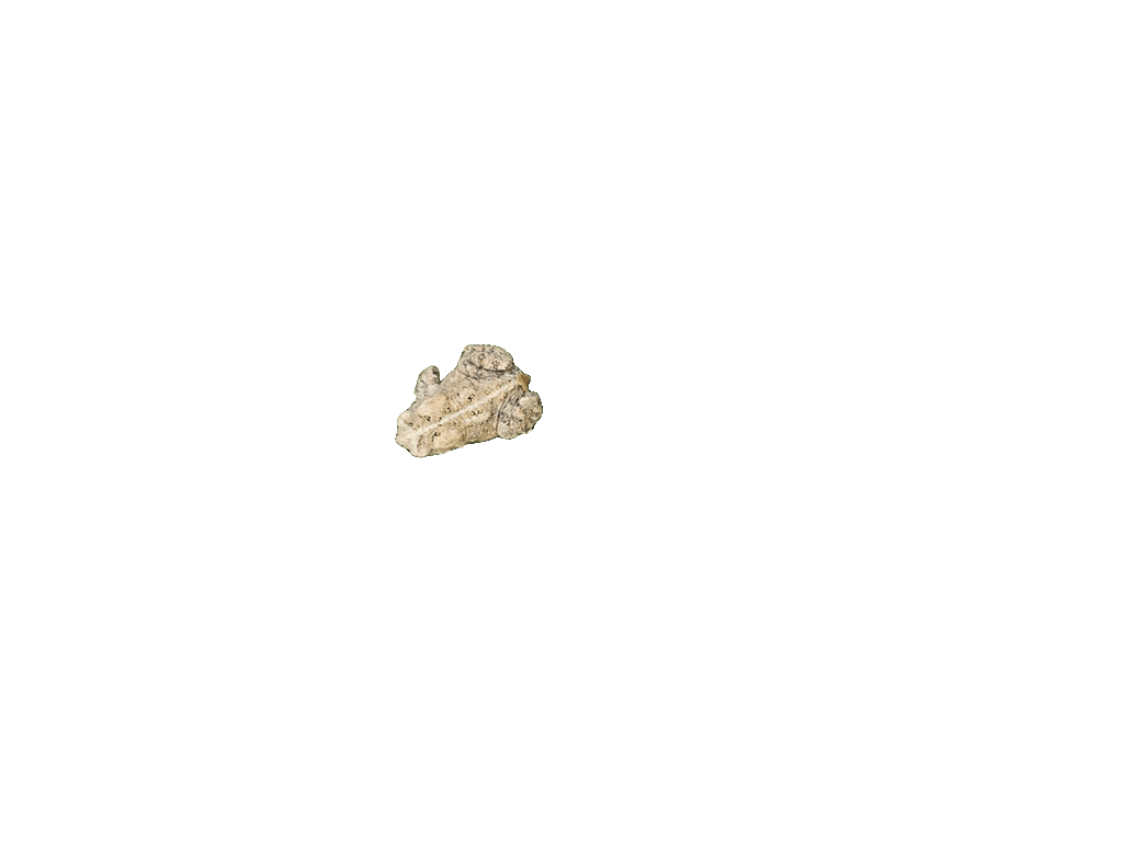 Toad, a recorded specimen
