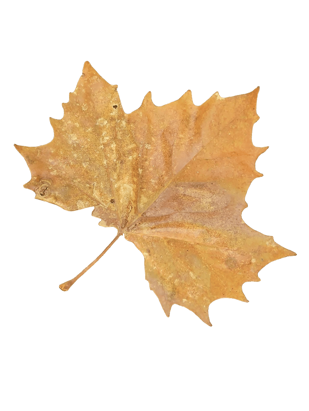 Maple Leaf, a recorded specimen