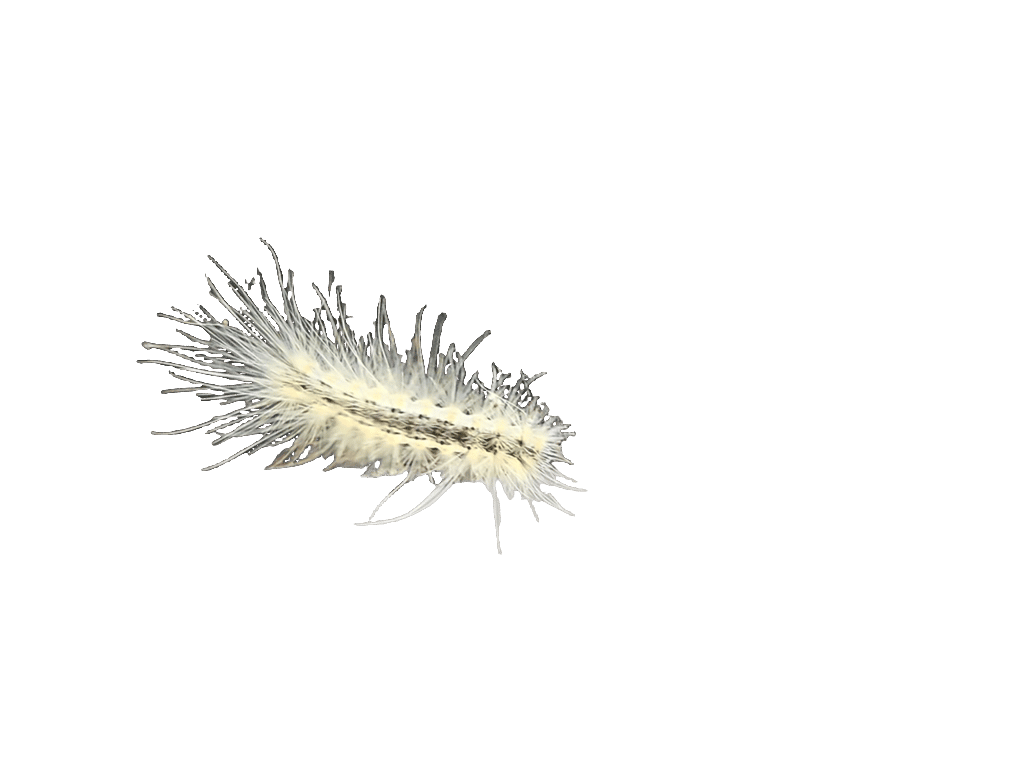 Caterpillar, a recorded specimen
