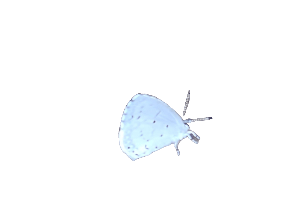 Summer Azure, a captured specimen
