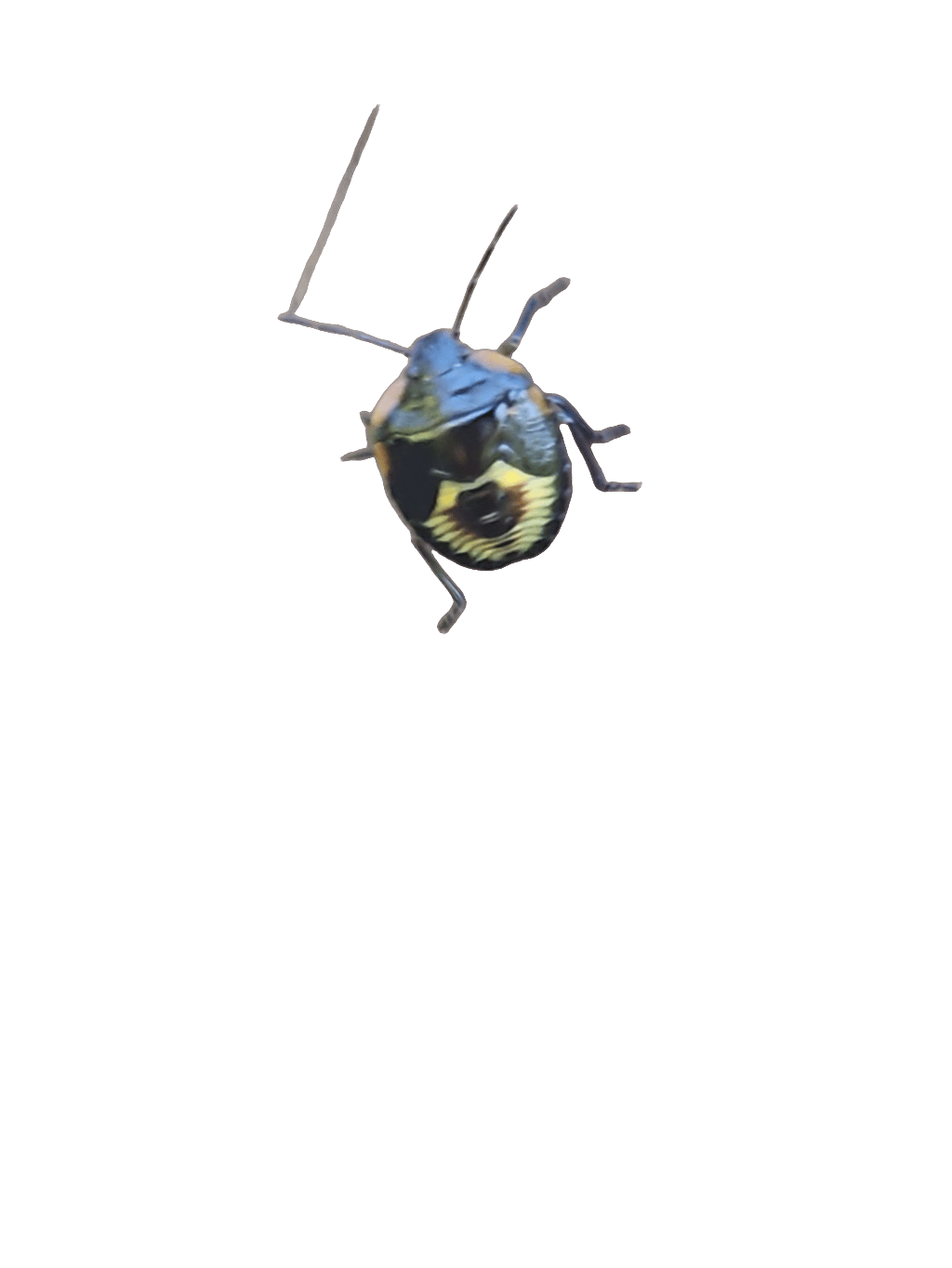 Shield Bug, a captured specimen