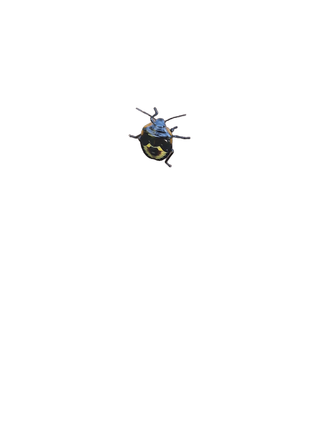 Halberd Bug