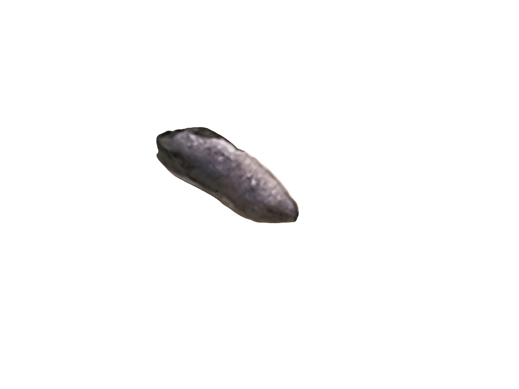 Slug, a recorded specimen
