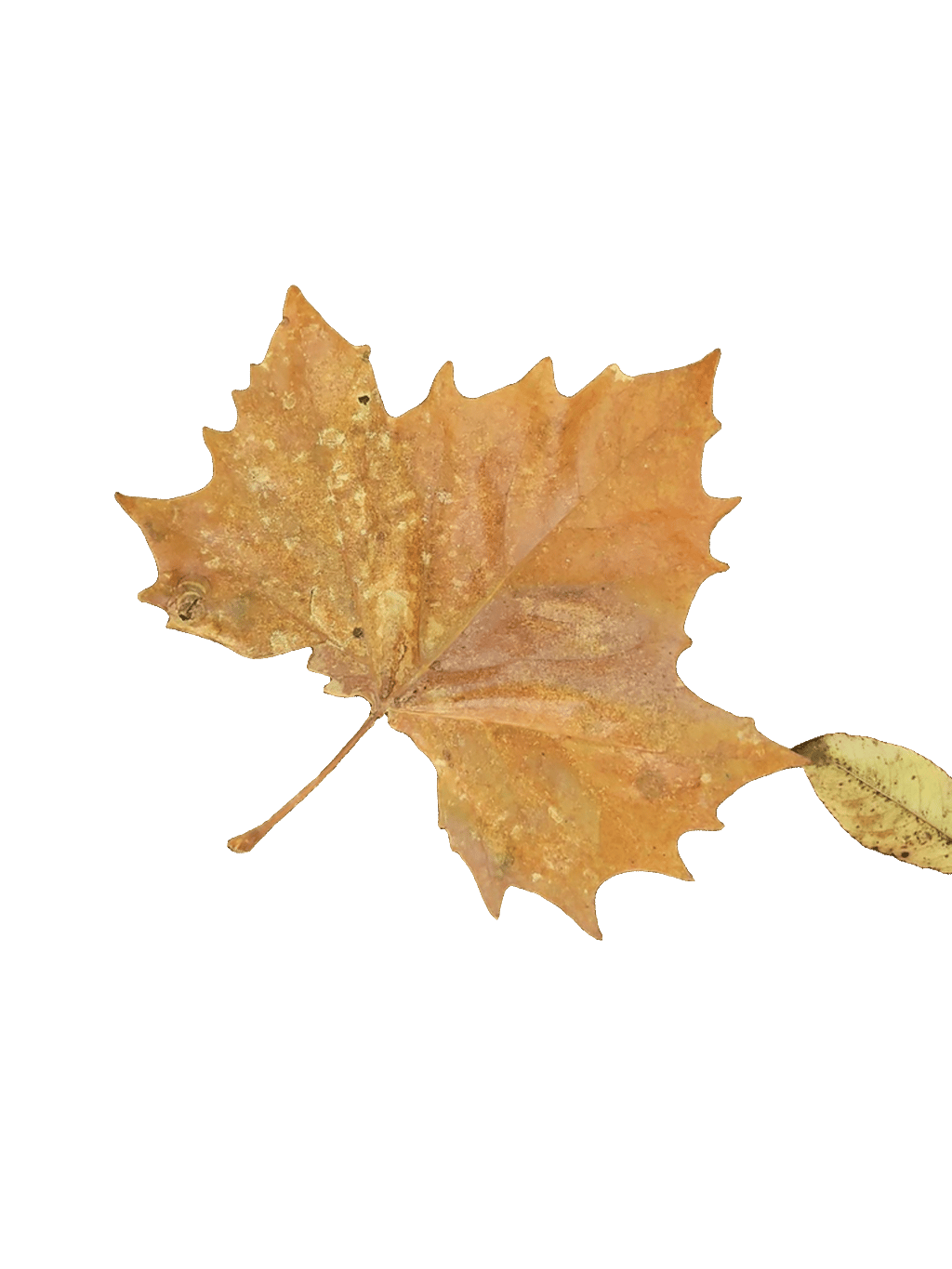 Sugar Maple Leaf, a recorded specimen