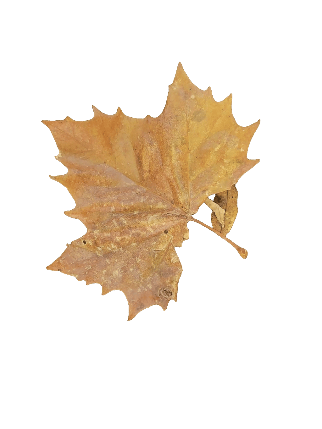 Sycamore Leaf, a recorded specimen