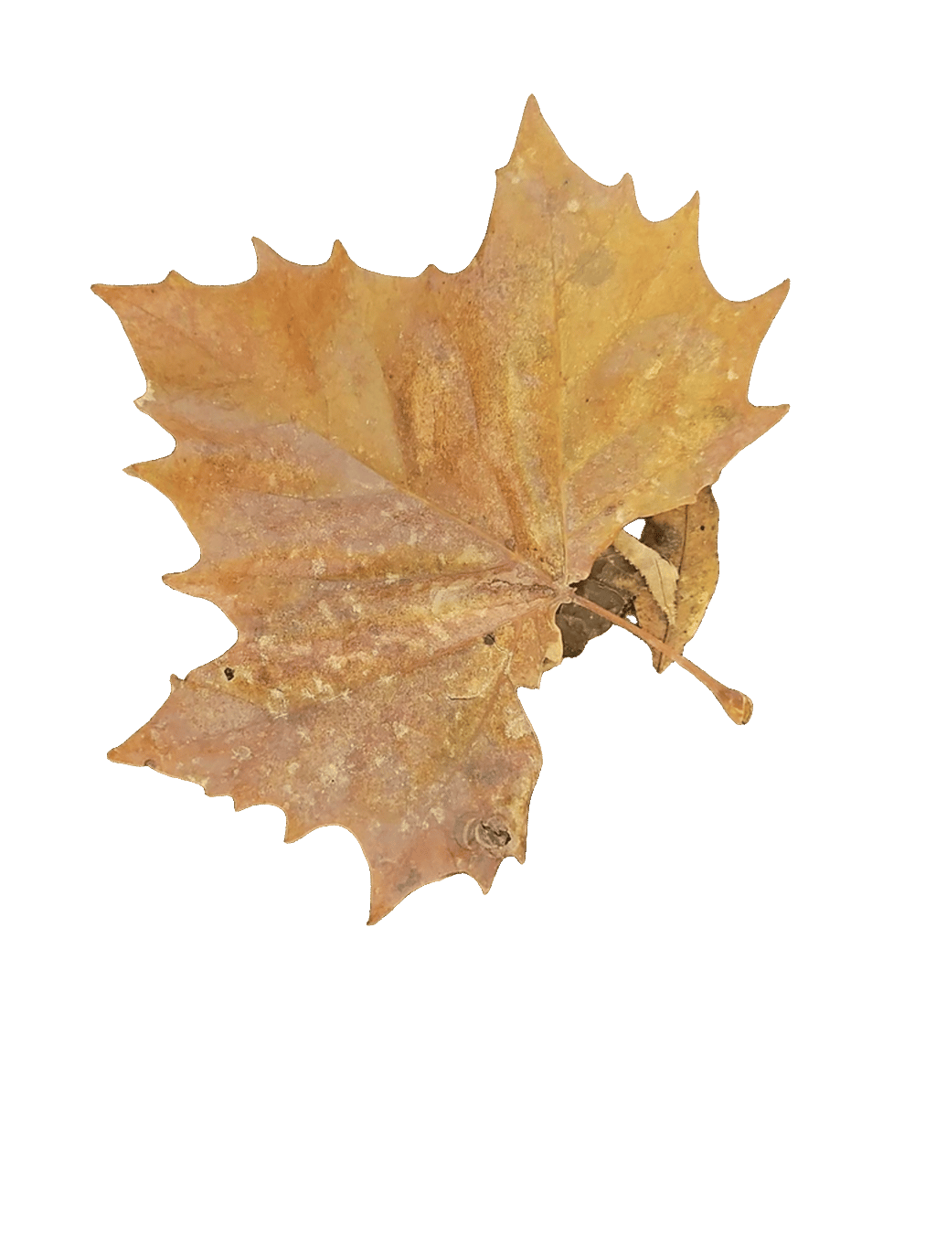 Sugar Maple Leaf, a recorded specimen