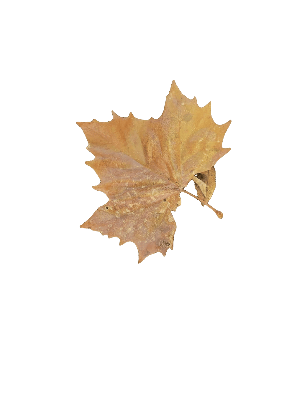 Maple Leaf, a recorded specimen