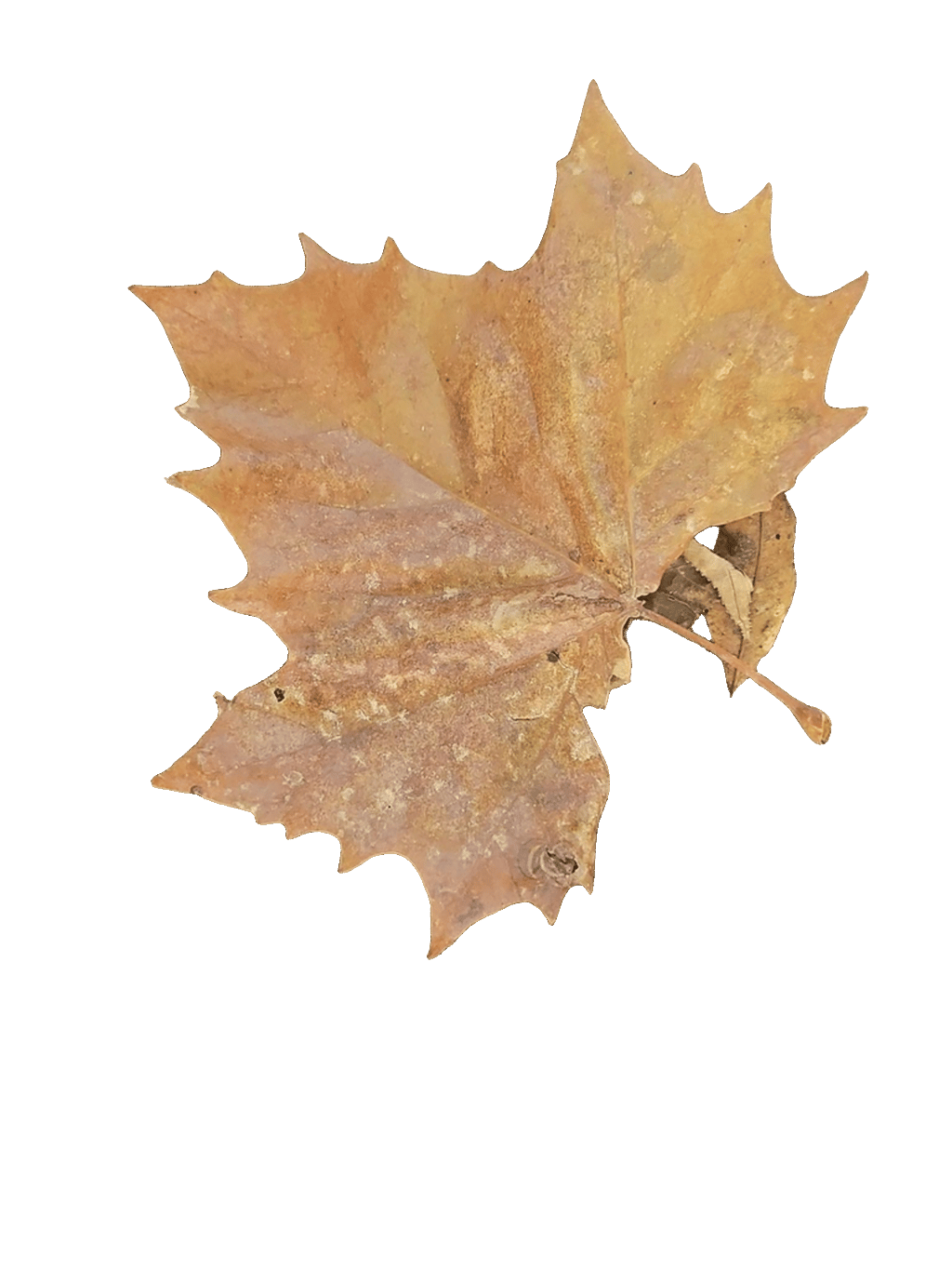 Sycamore Leaf, a recorded specimen