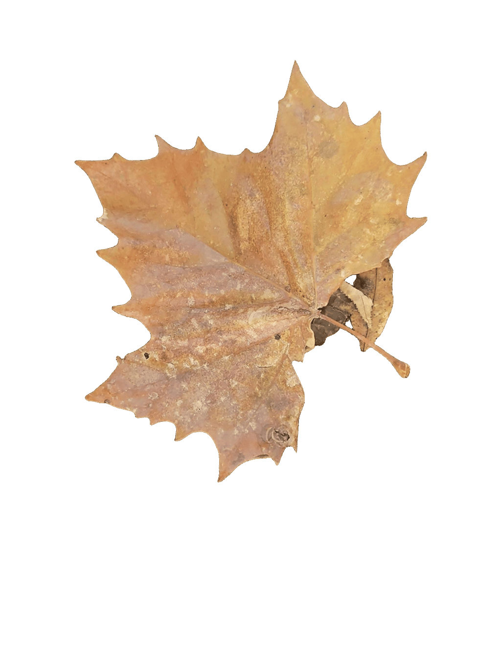 Maple Leaf, a recorded specimen