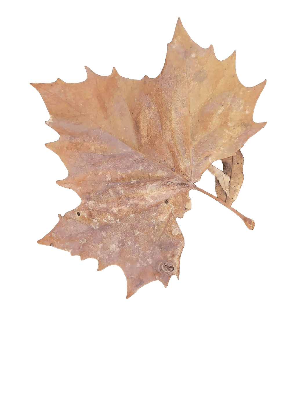Sugar Maple Leaf, a captured specimen