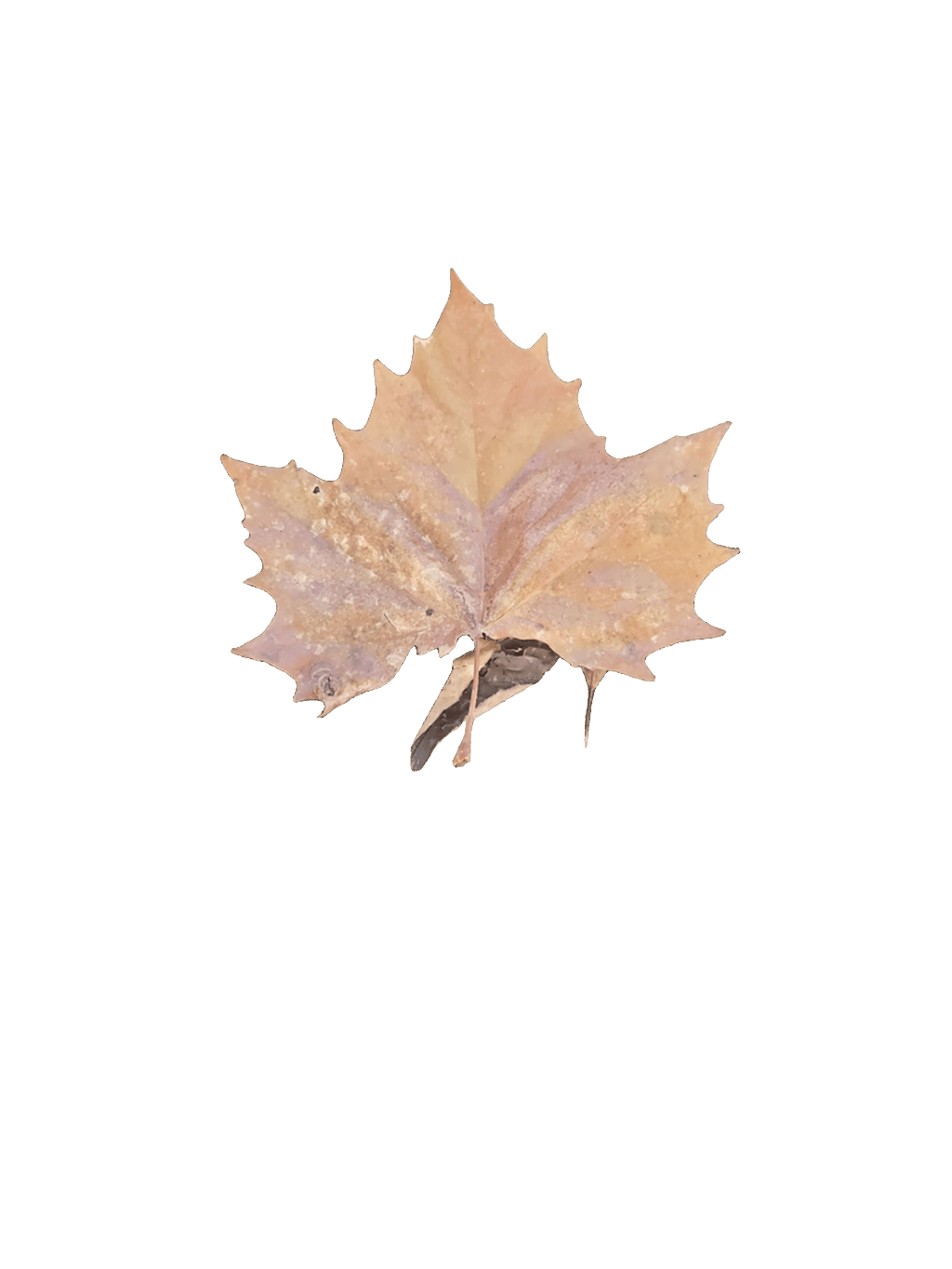 Maple Leaf, a recorded specimen