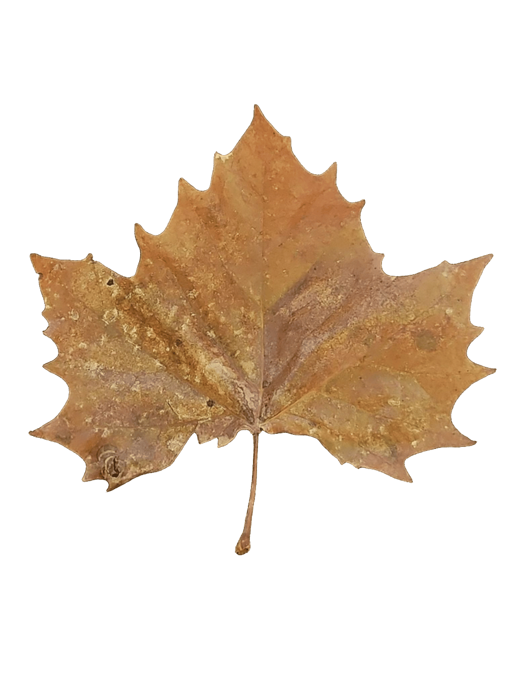 Maple Leaf
