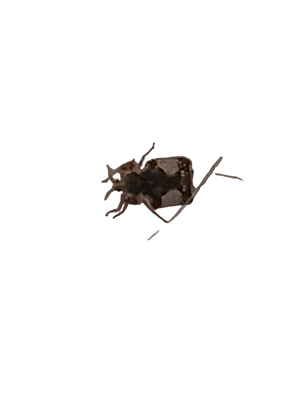 Hawthorn Lace Bug, a captured specimen