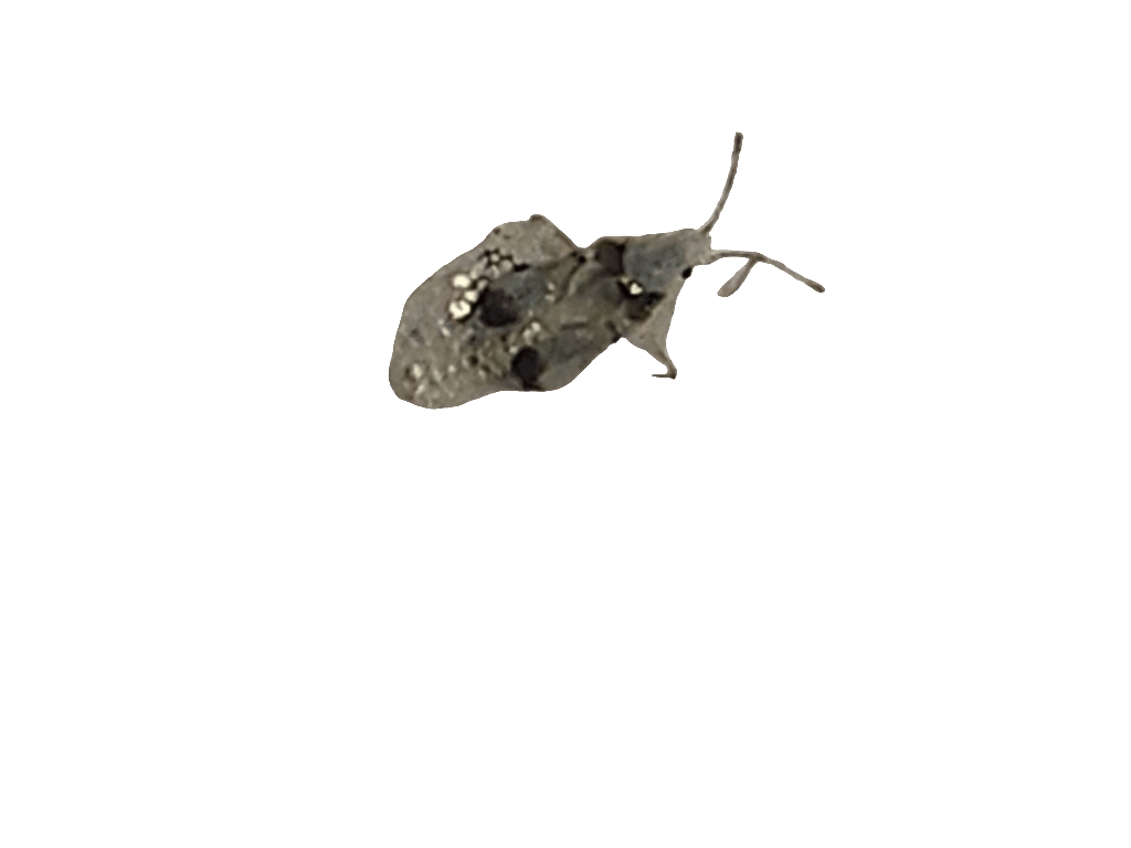 Lace Bug, a recorded specimen
