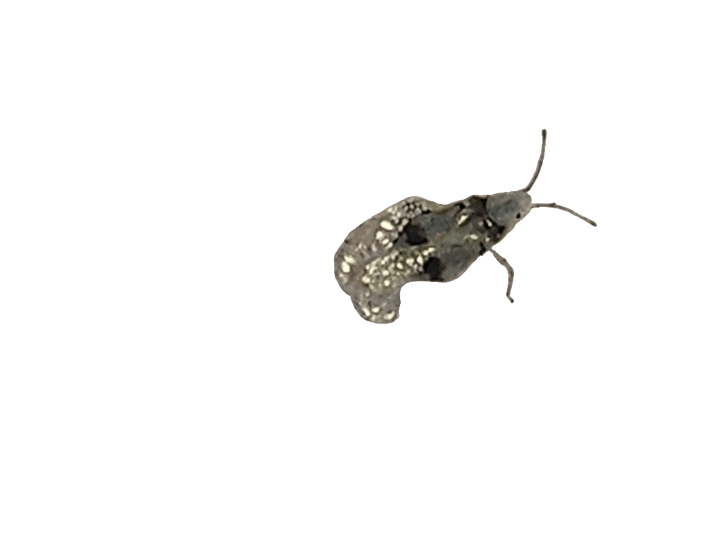 Jumping Spider