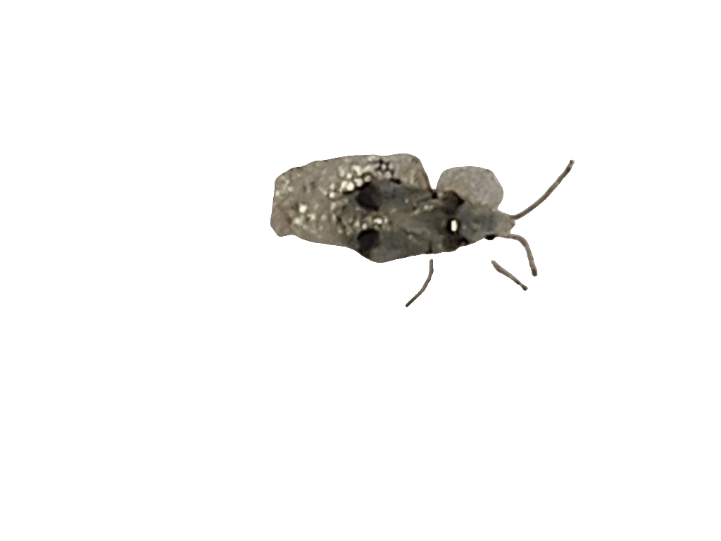 Lace Bug, a recorded specimen