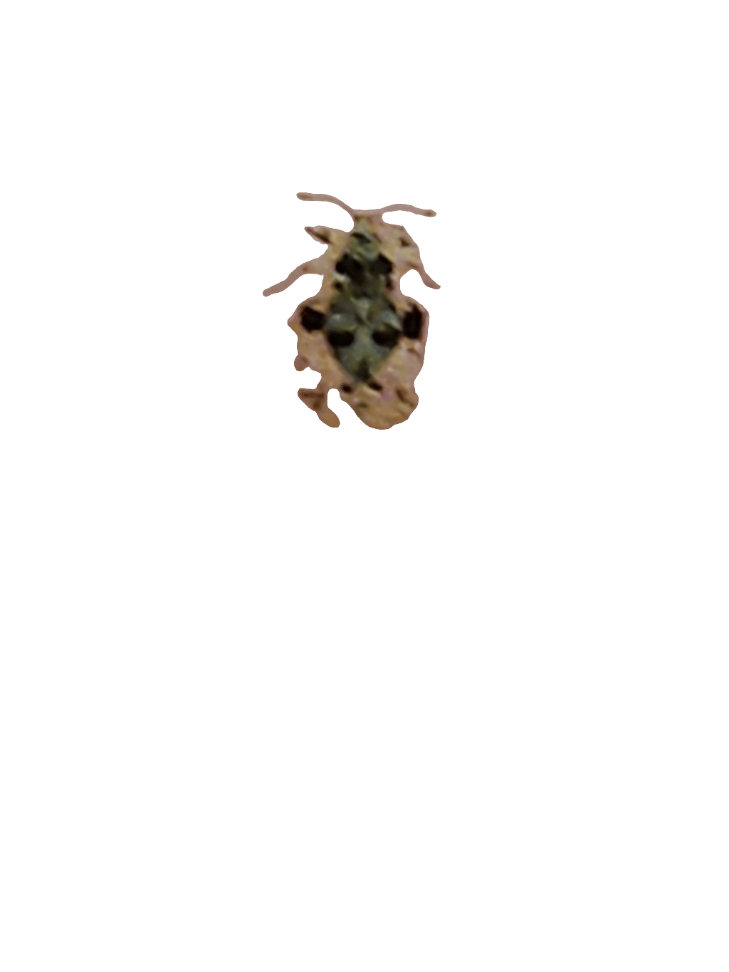 Lace Bug, a recorded specimen