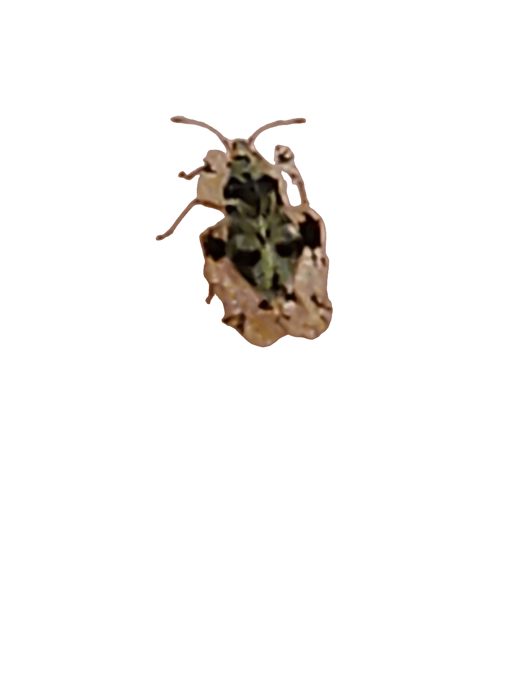 Lace Bug, a recorded specimen