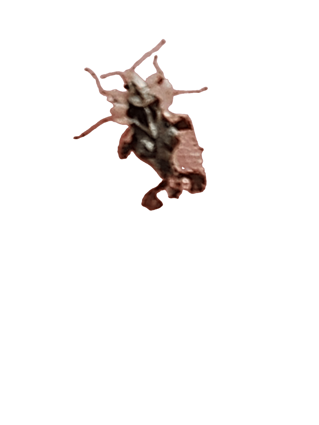 Lace Bug, a recorded specimen