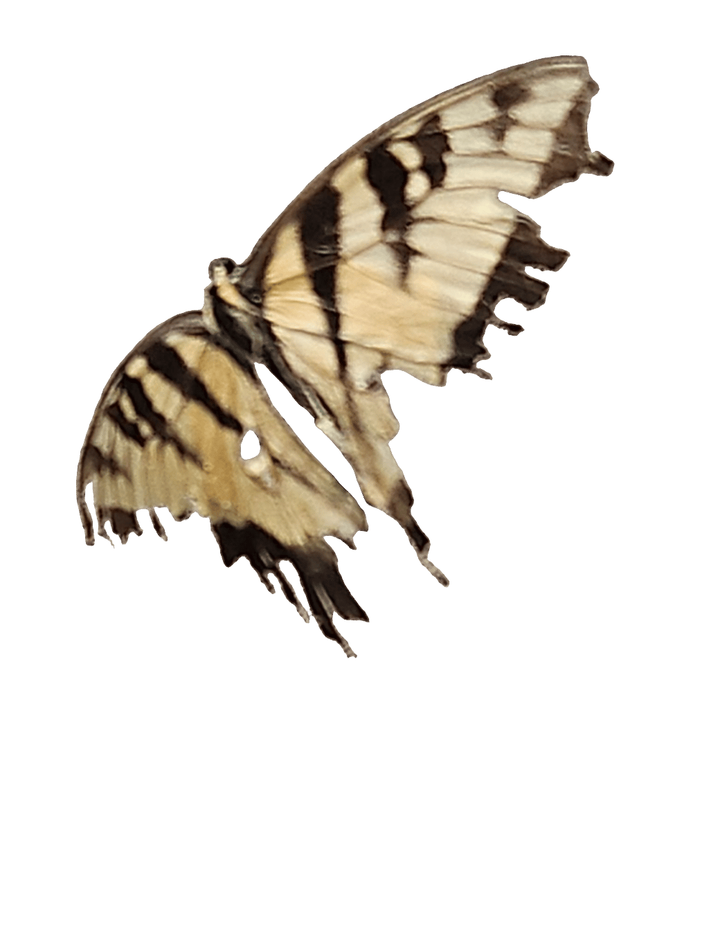 Old World Swallowtail, a captured specimen