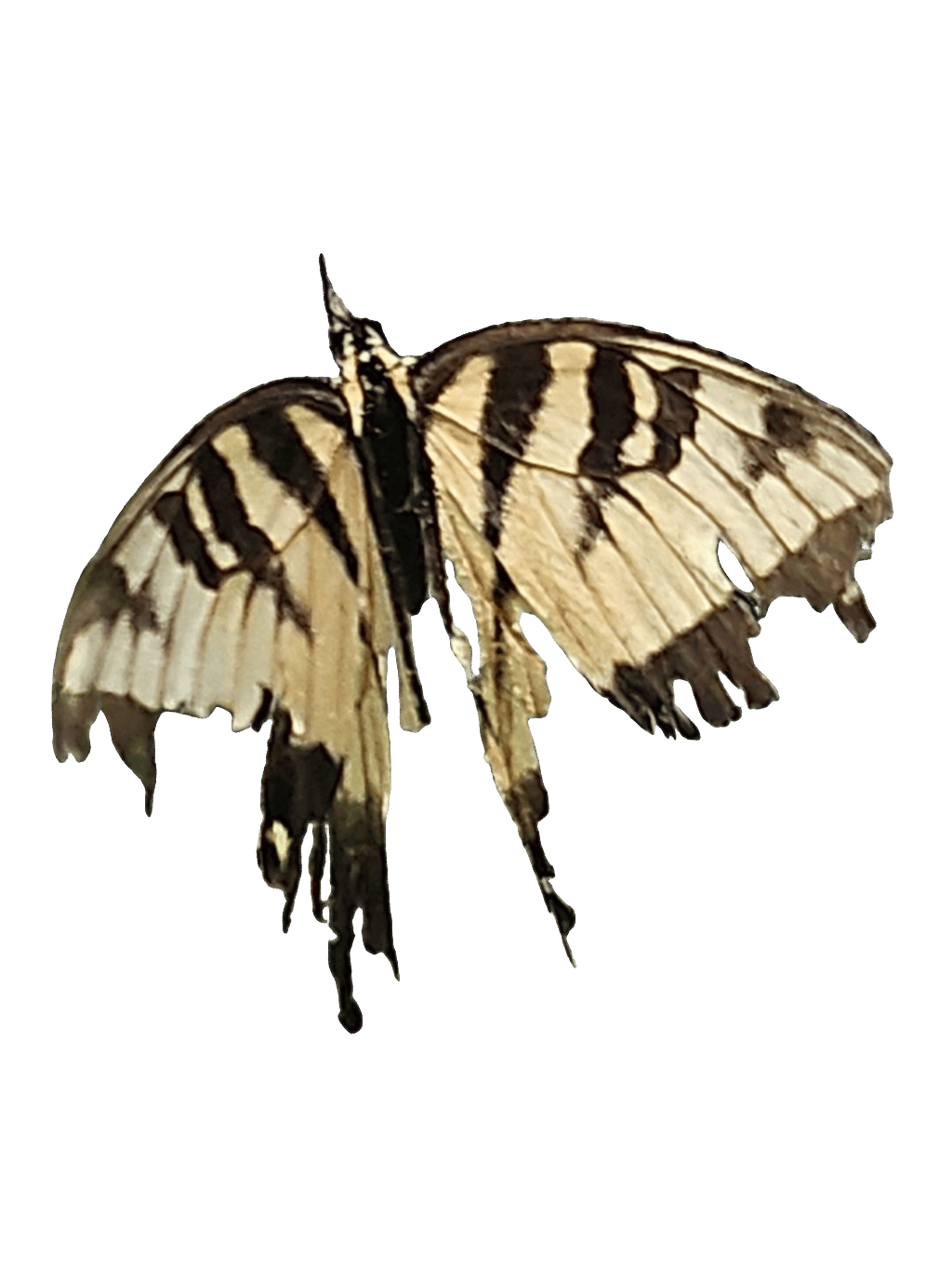 Swallowtail Butterfly