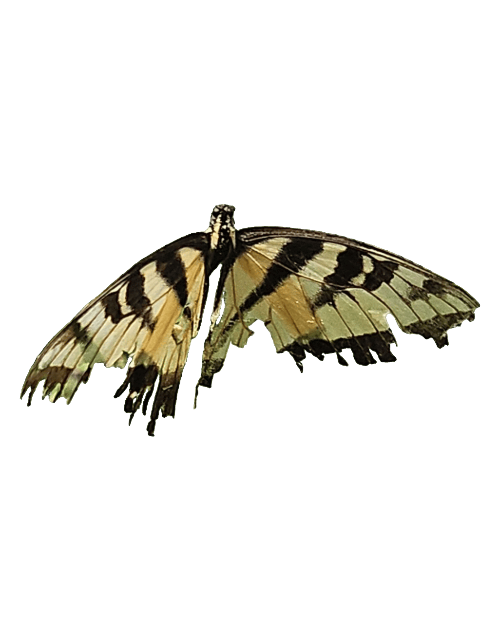 Oldworld Swallowtail, a captured specimen