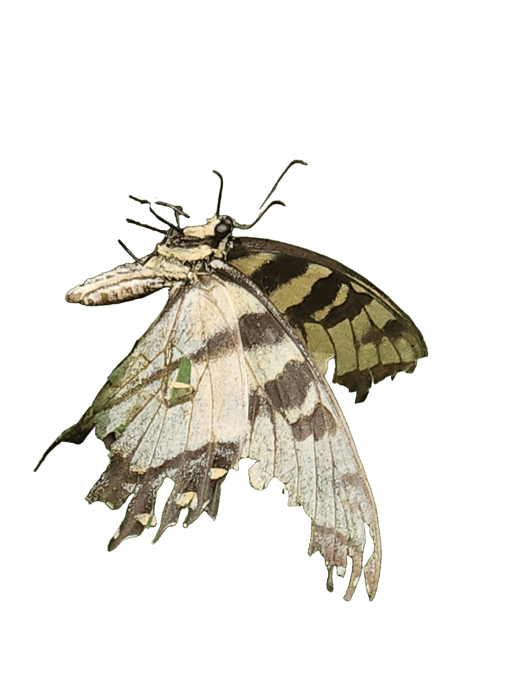 Marbled White Butterfly, a recorded specimen