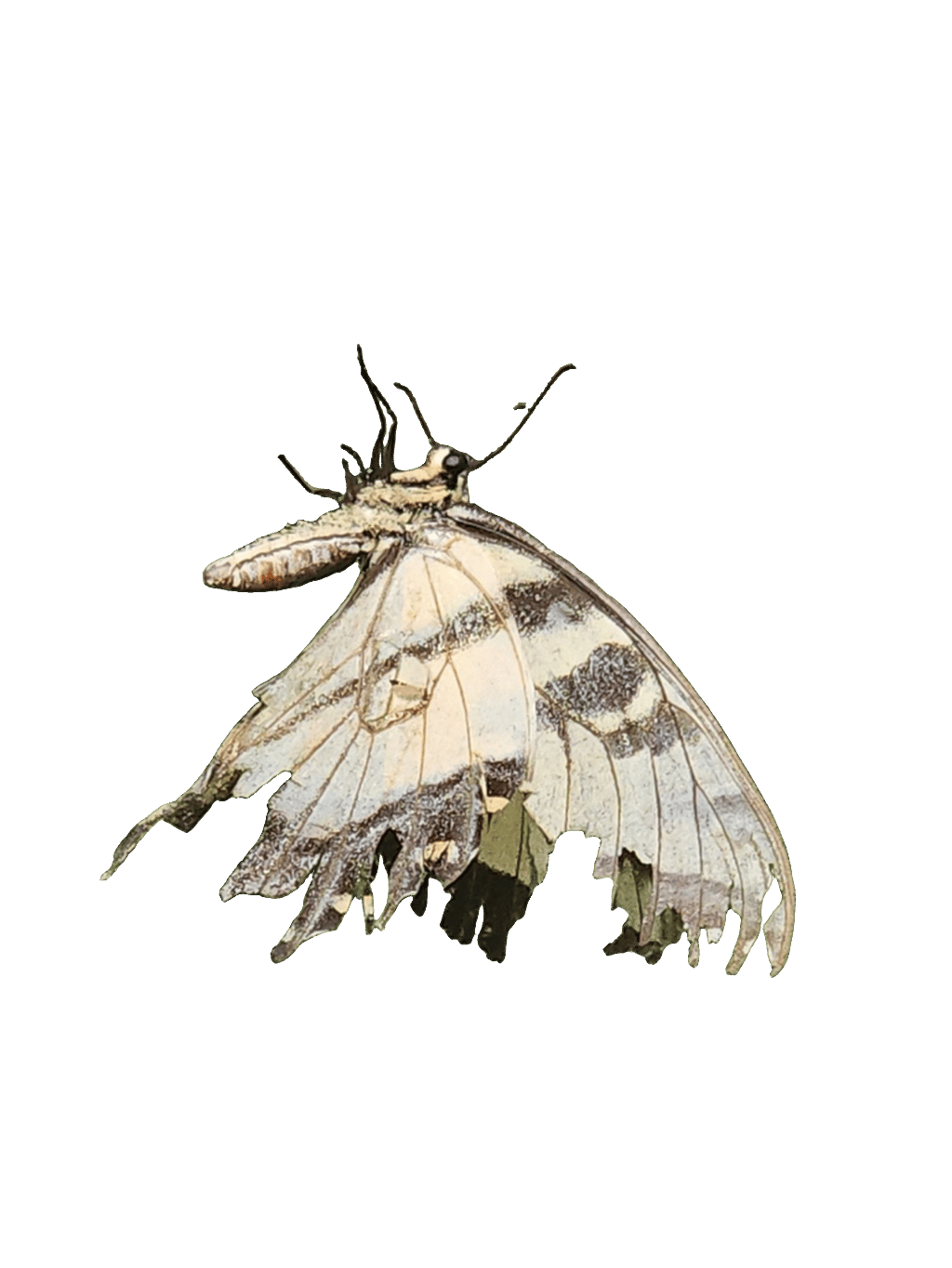 Marbled White Butterfly, a recorded specimen