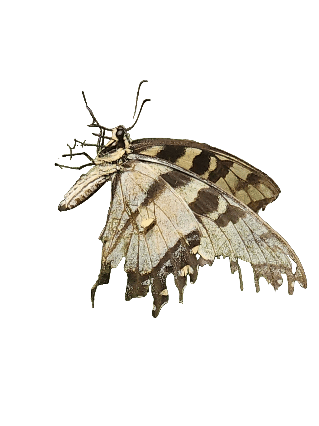 Marbled White Butterfly, a recorded specimen