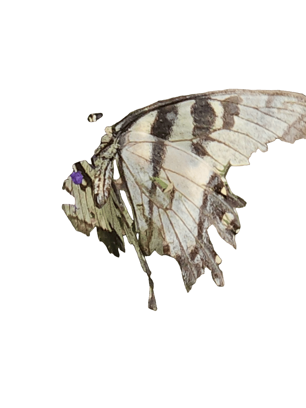 Marbled White Butterfly, a recorded specimen