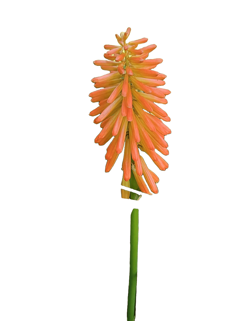 Red Hot Poker