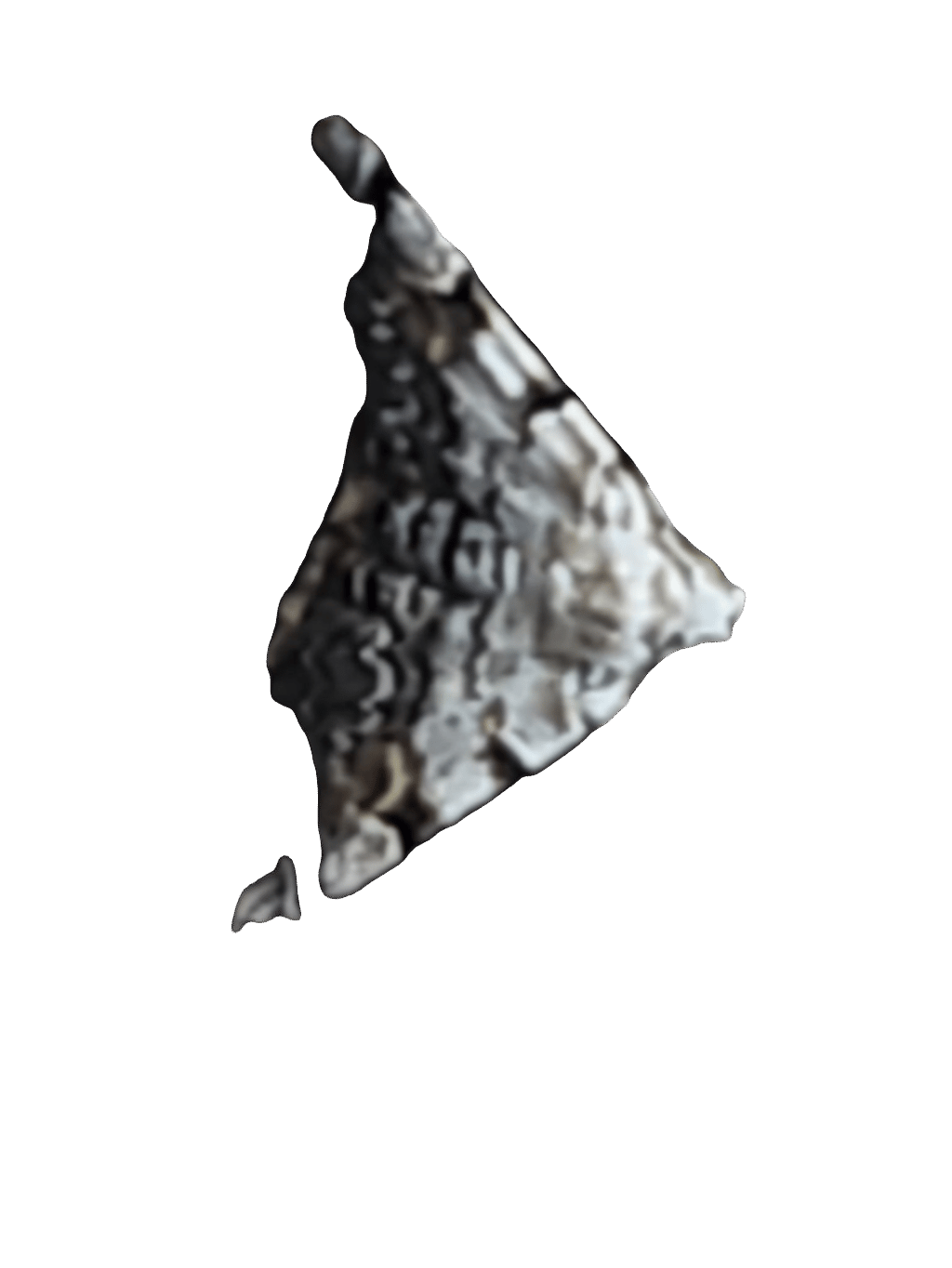 Moth, a recorded specimen