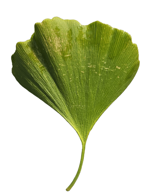 Ginkgo Leaf, a captured specimen