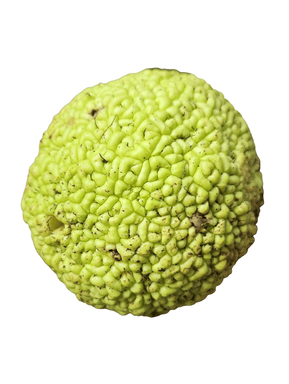 Osage Orange, a captured specimen
