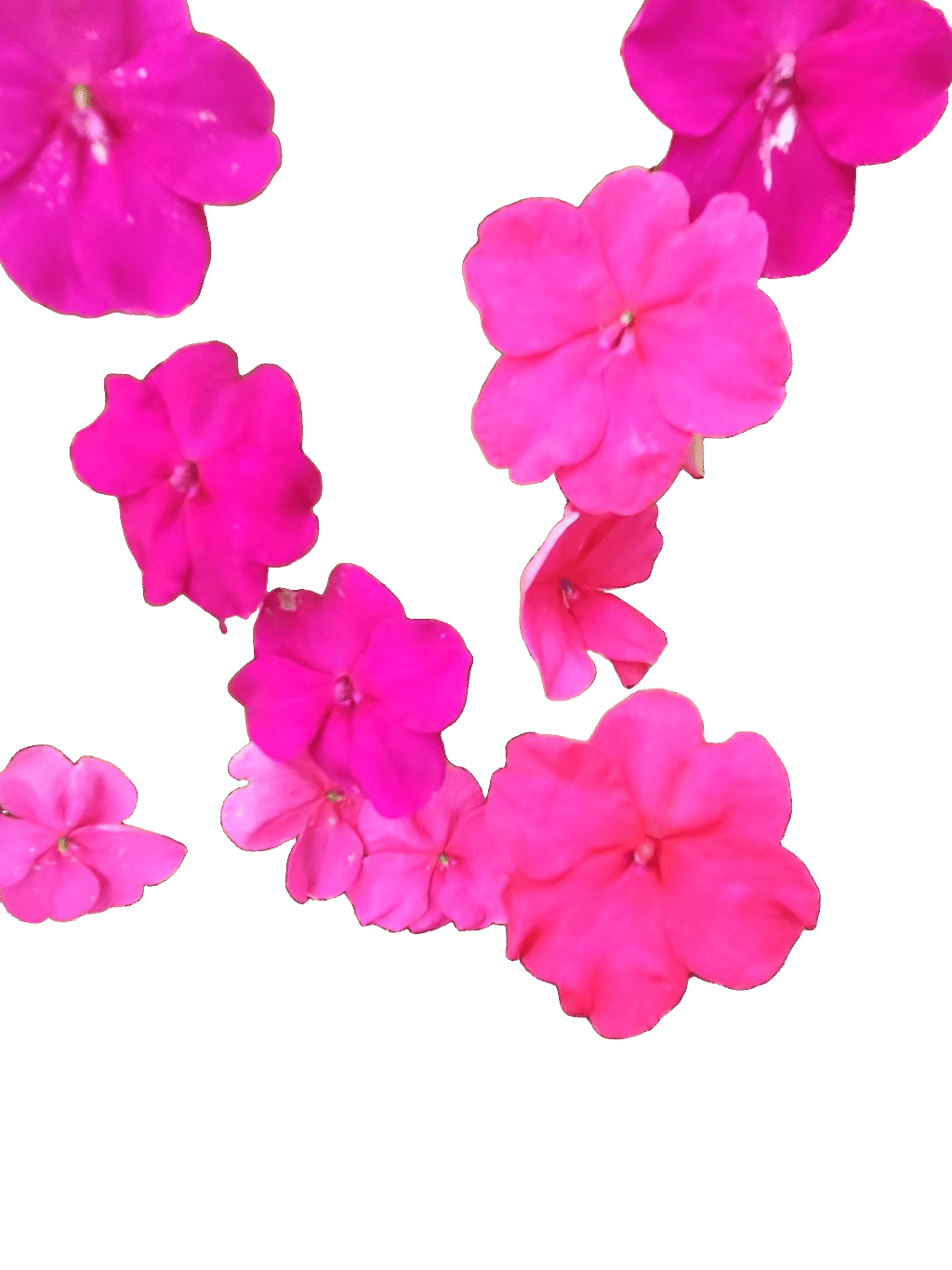 Impatiens, a captured specimen